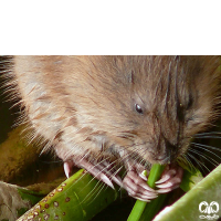 گونه ول حفار افغانی  Southern Mole-Vole